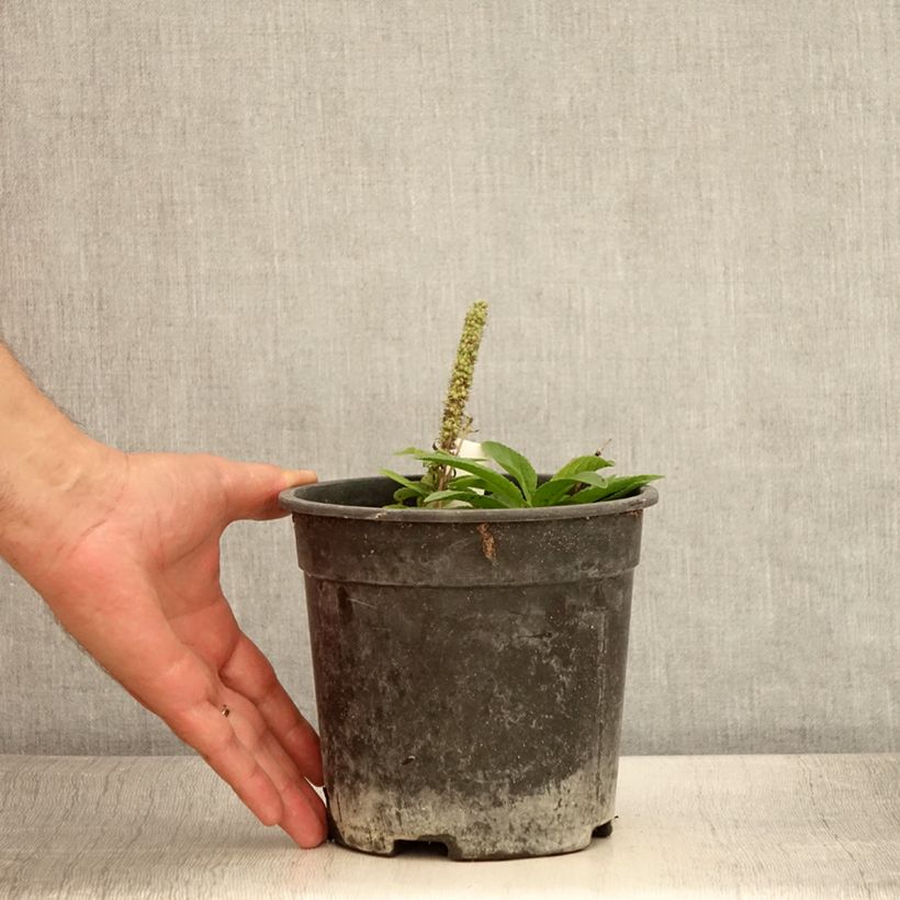 Amostra de Veronica spicata Ulster Dwarf Blue - Véronique en épis Vaso de 2 L/3 L tal como entregue no verão