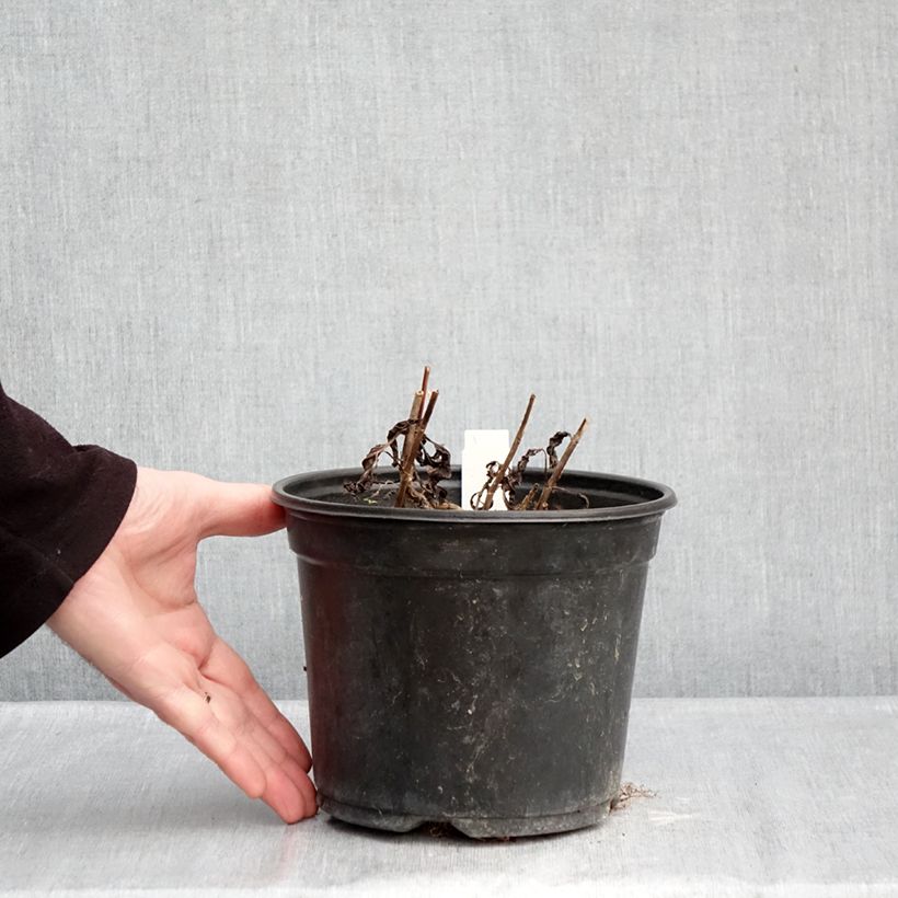 Amostra de Veronica spicata Ulster Dwarf Blue Vaso de 2 L/3 L tal como entregue no inverno