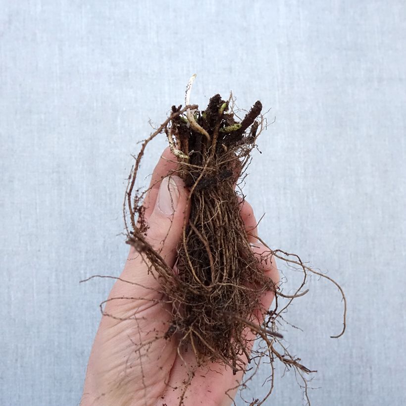 Amostra de Veronica spicata Ulster Dwarf Blue - Véronique en épis Raízes nuas tal como entregue no inverno