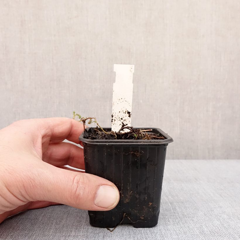 Amostra de Veronica surculosa - Verónica Vaso de 7/8 cm tal como entregue no inverno
