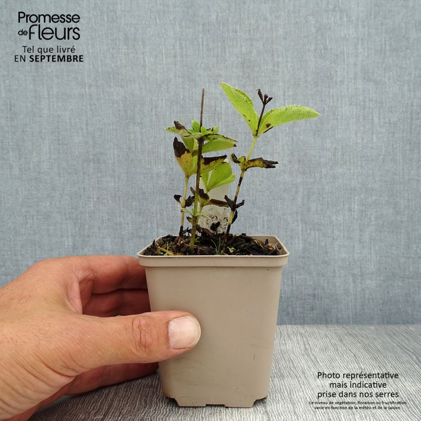 Amostra de Veronicastrum sibiricum Vaso de 8/9 cm tal como entregue no verão