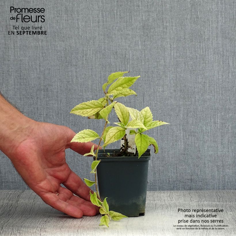 Amostra de Veronicastrum villosulum Vaso de 8/9 cm tal como entregue no verão