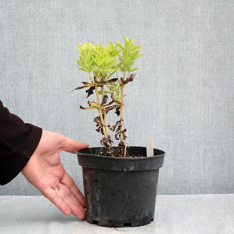 Amostra de Veronicastrum virginicum Adoration Vaso de 2 L/3 L tal como entregue no outono