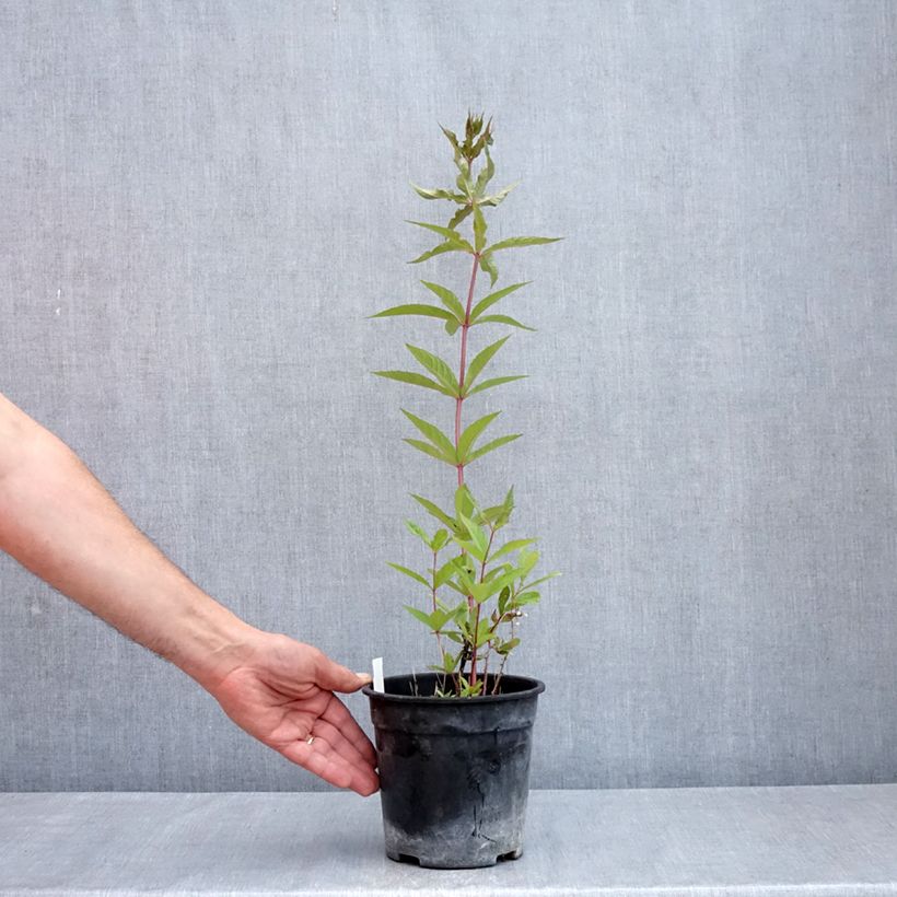 Amostra de Veronicastrum virginicum Adoration - Véronique de Virginie Vaso de 2 L/3 L tal como entregue na primavera