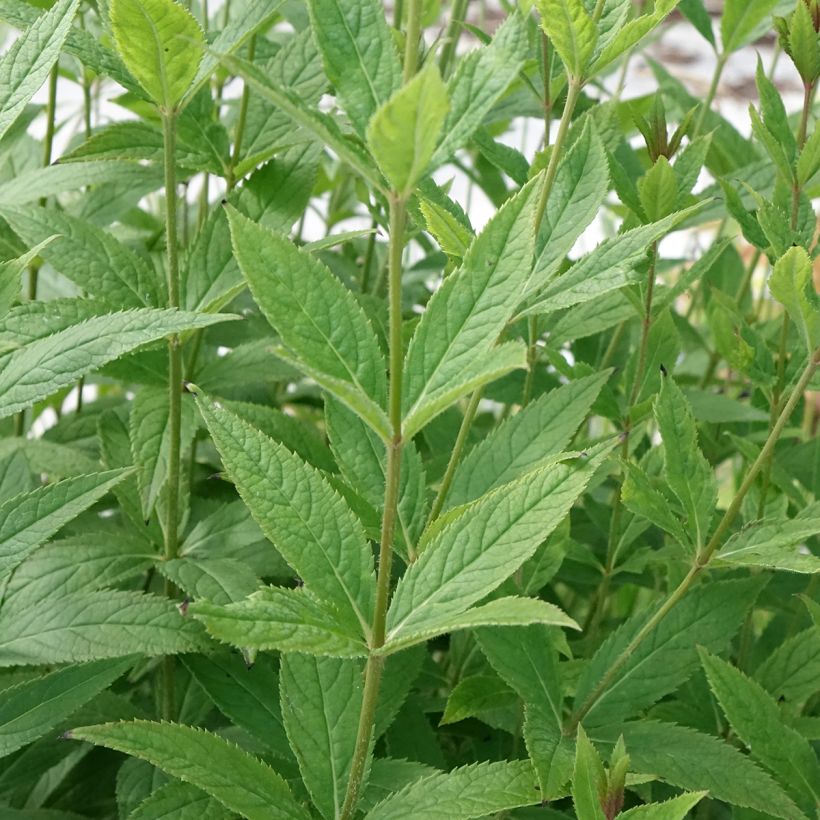 Veronicastrum virginicum Challenger (Folhagem)