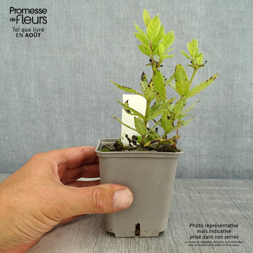 Amostra de Veronicastrum virginicum Challenger Vaso de 8/9 cm tal como entregue no verão