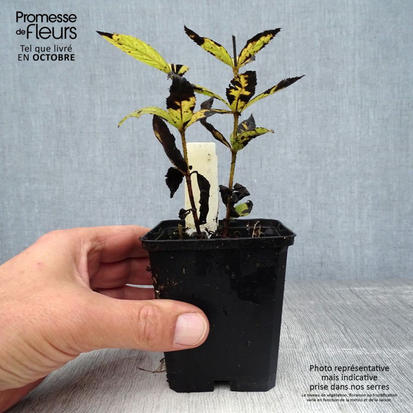 Amostra de Veronicastrum virginicum Cupid Vaso de 8/9 cm tal como entregue no outono