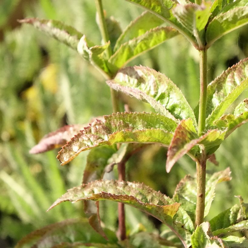 Veronicastrum virginicum Cupid (Folhagem)