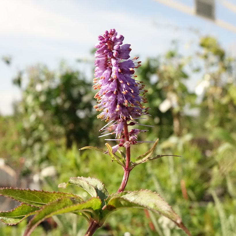 Veronicastrum virginicum Cupid (Floração)
