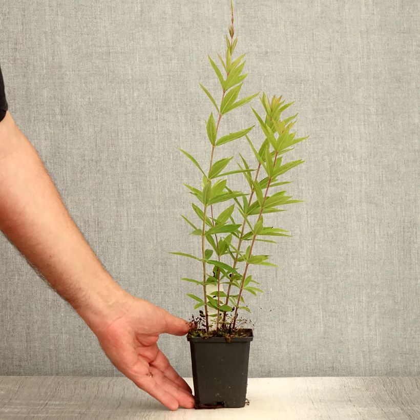 Amostra de Veronicastrum virginicum Diana Vaso de 8/9 cm tal como entregue no verão