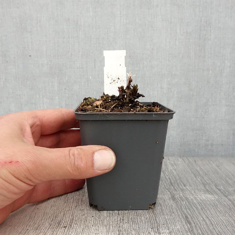 Amostra de Veronicastrum virginicum Diana Vaso de 8/9 cm tal como entregue na primavera