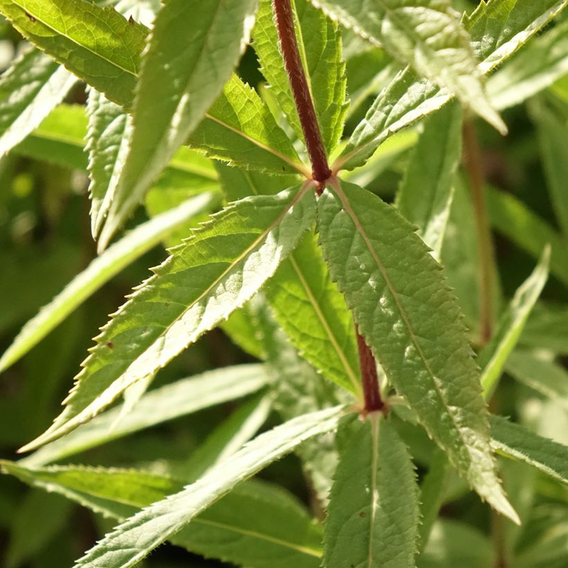 Veronicastrum virginicum Diana (Folhagem)