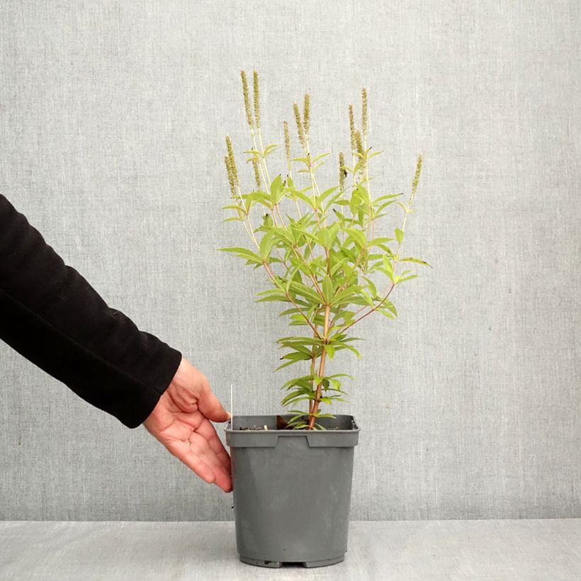 Amostra de Veronicastrum virginicum Fascination Vaso de 2 L/3 L tal como entregue no outono