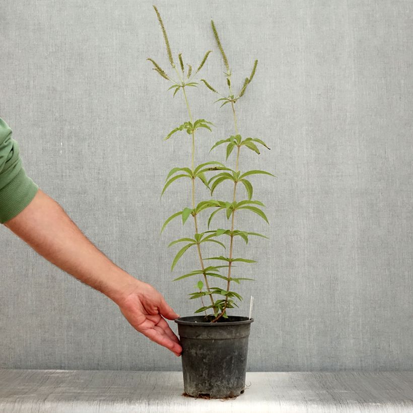 Amostra de Veronicastrum virginicum Fascination Vaso de 2 L/3 L tal como entregue no verão