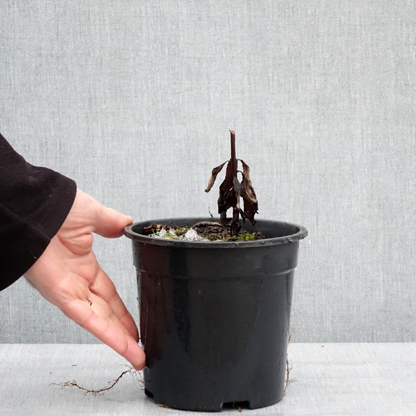 Amostra de Veronicastrum virginicum Fascination Vaso de 2 L/3 L tal como entregue no inverno