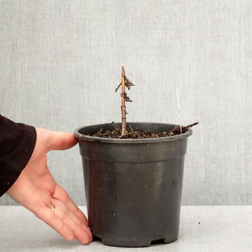 Amostra de Veronicastrum virginicum Fascination Vaso de 2 L/3 L tal como entregue na primavera