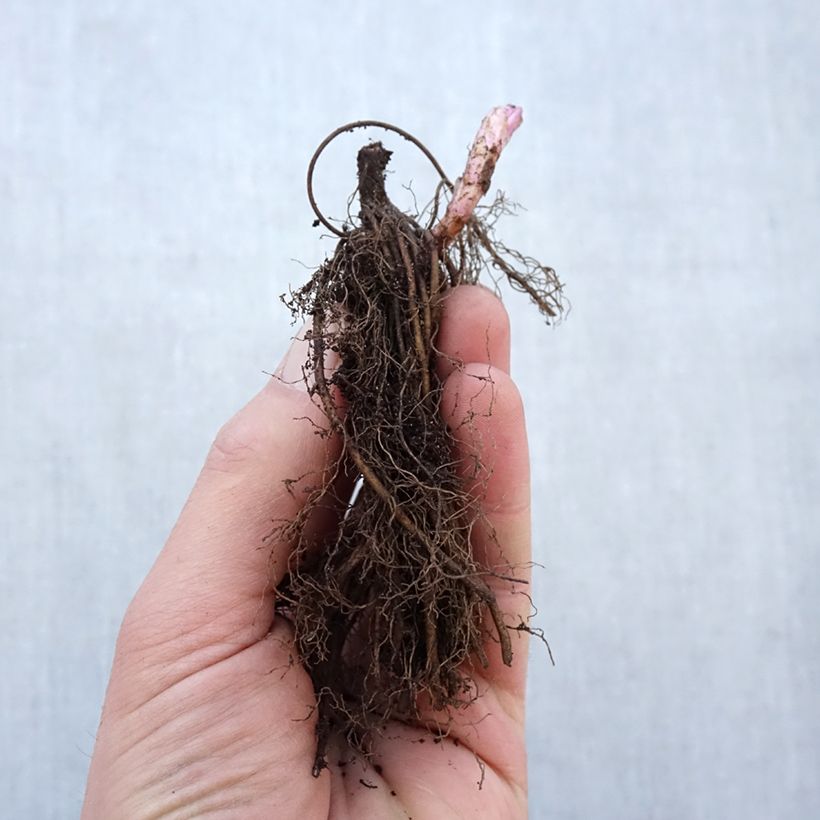 Amostra de Veronicastrum virginicum Fascination Raízes nuas tal como entregue no inverno