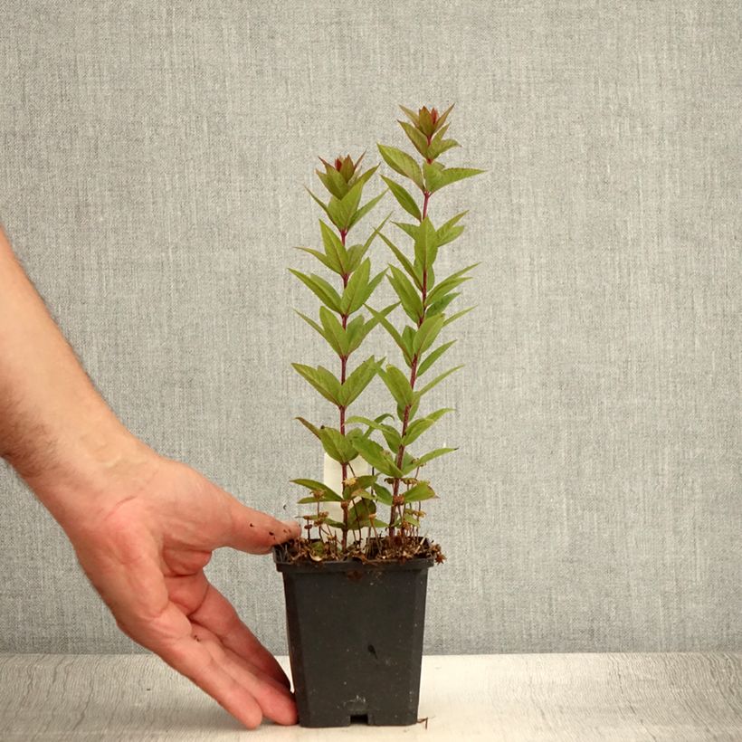 Amostra de Veronicastrum virginicum Kleine Erika Vaso de 8/9 cm tal como entregue no verão