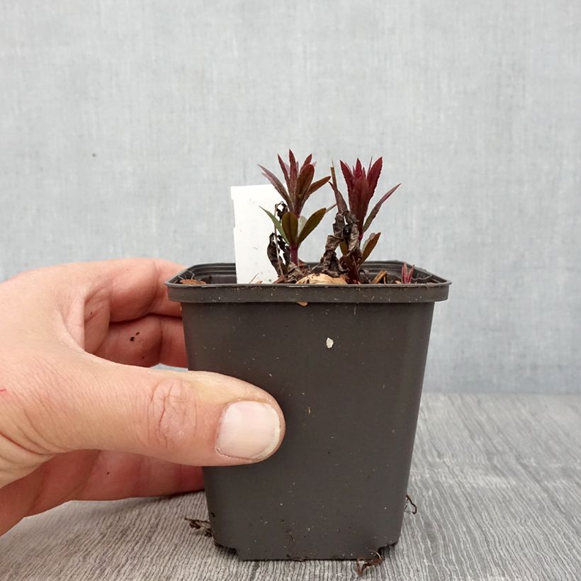 Amostra de Veronicastrum virginicum Kleine Erika Vaso de 8/9 cm tal como entregue na primavera