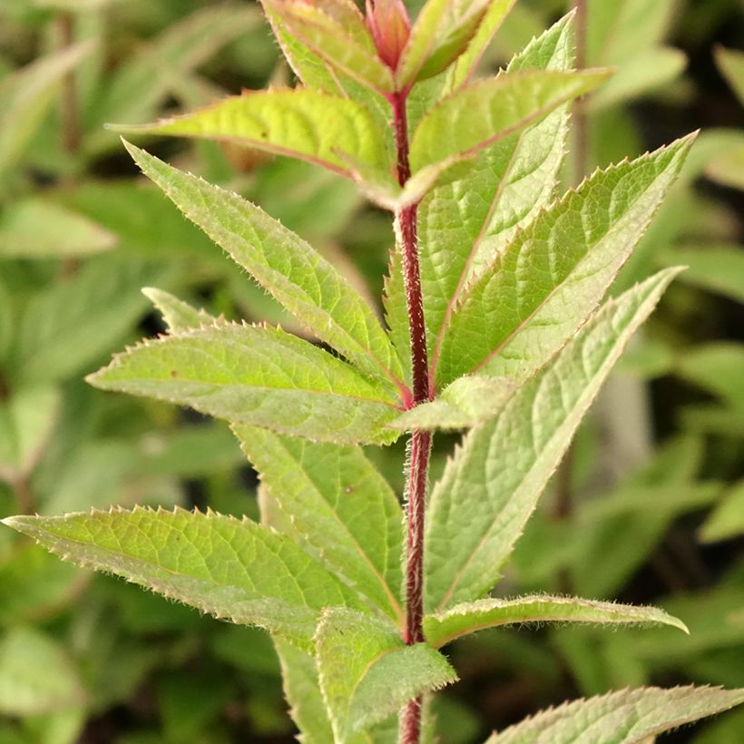 Veronicastrum virginicum Kleine Erika (Folhagem)