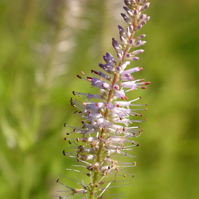 Veronicastrum virginicum Lavendelturm (Floração)