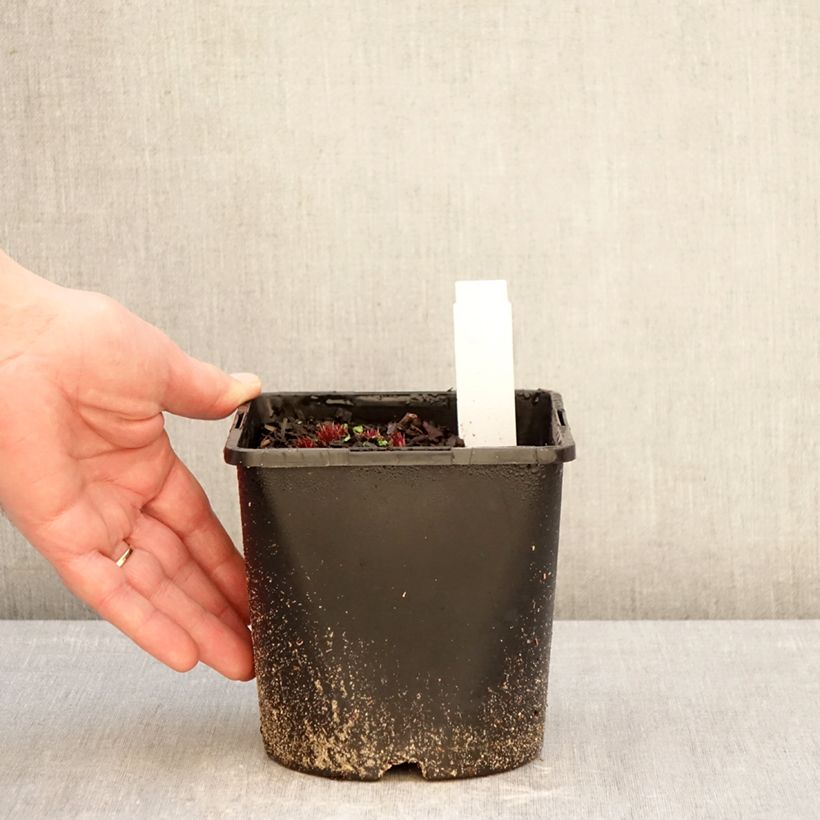 Amostra de Veronicastrum virginicum Lavendelturm Vaso de 2 L/3 L tal como entregue no inverno