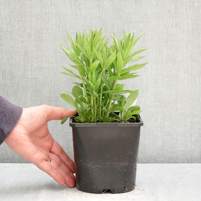Amostra de Veronicastrum virginicum Lavendelturm Vaso de 2 L/3 L tal como entregue na primavera