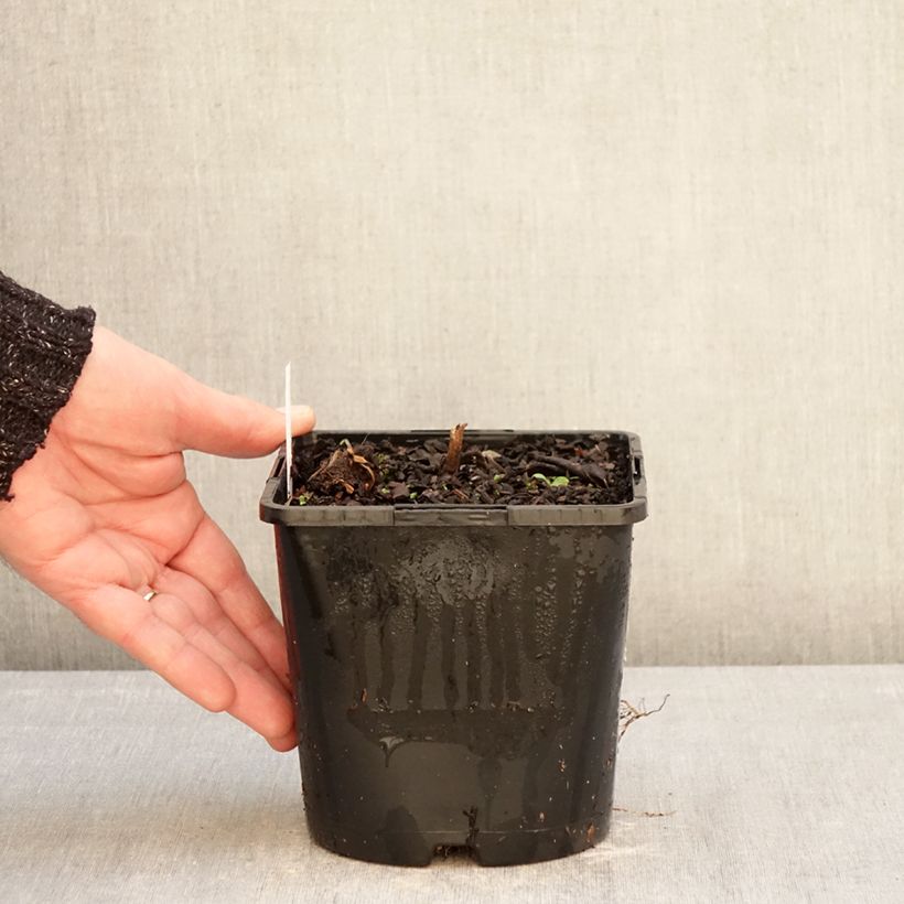 Amostra de Veronicastrum virginicum Pink Glow Vaso de 2 L/3 L tal como entregue no inverno