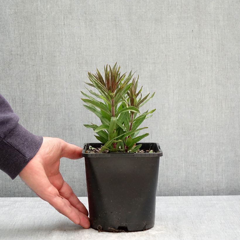 Amostra de Veronicastrum virginicum Pink Glow Vaso de 2 L/3 L tal como entregue na primavera