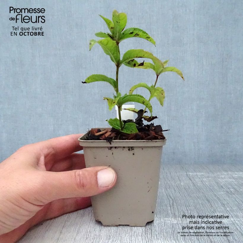 Amostra de Veronicastrum virginicum Red Arrows Vaso de 8/9 cm tal como entregue no outono
