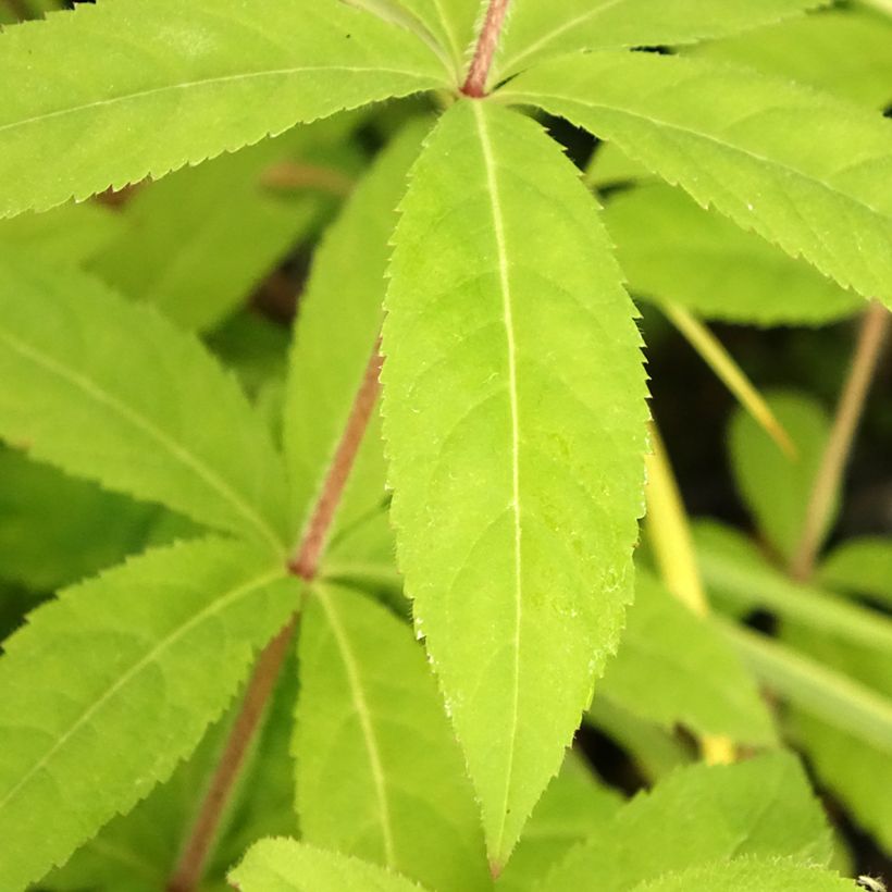 Veronicastrum virginicum Temptation (Folhagem)