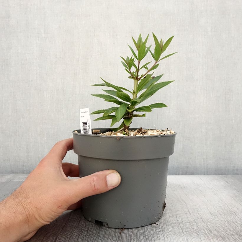 Amostra de Veronicastrum virginicum var. album Vaso de 2 L/3 L tal como entregue no outono
