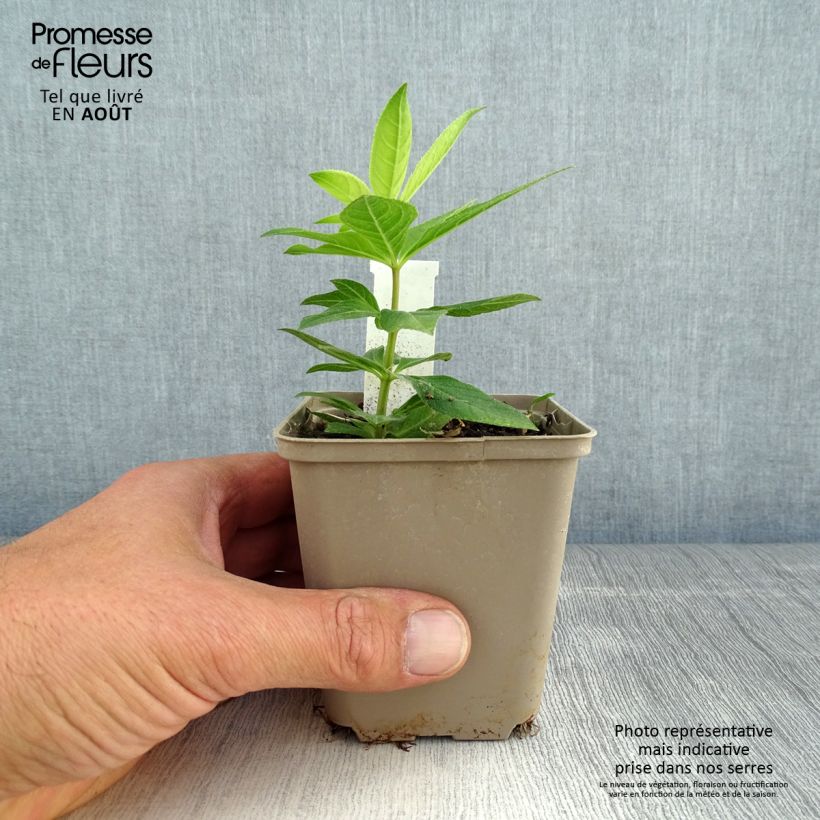 Amostra de Veronicastrum virginicum Apollo Vaso de 8/9 cm tal como entregue no verão