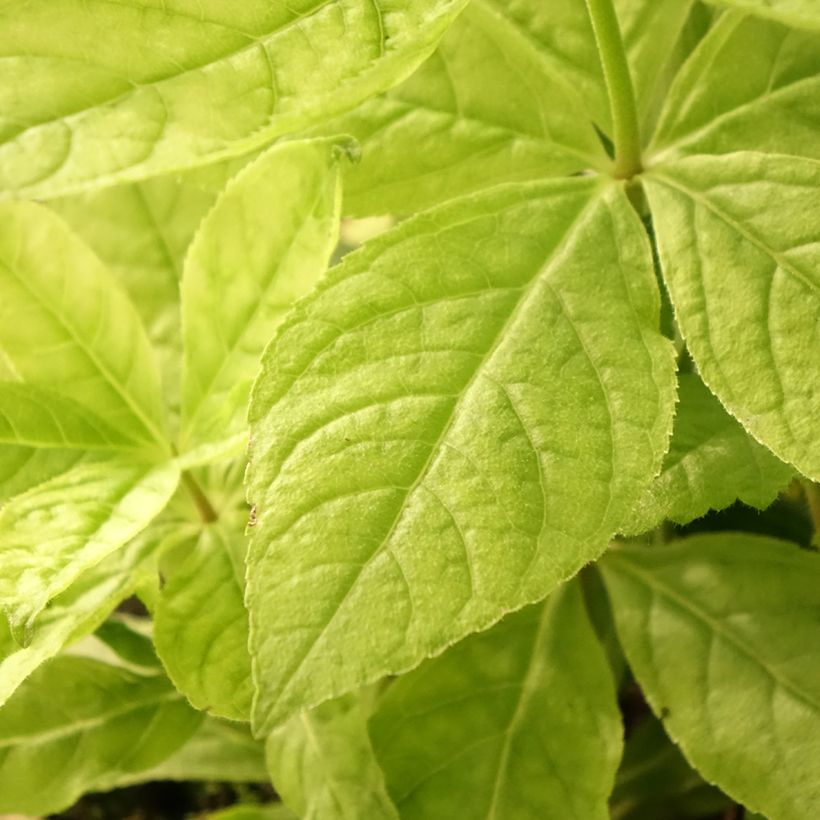 Veronicastrum virginicum Apollo (Folhagem)