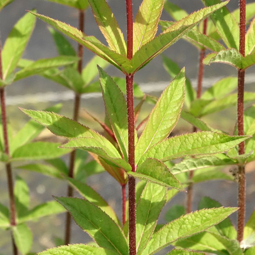 Veronicastrum virginicum Apollo (Folhagem)