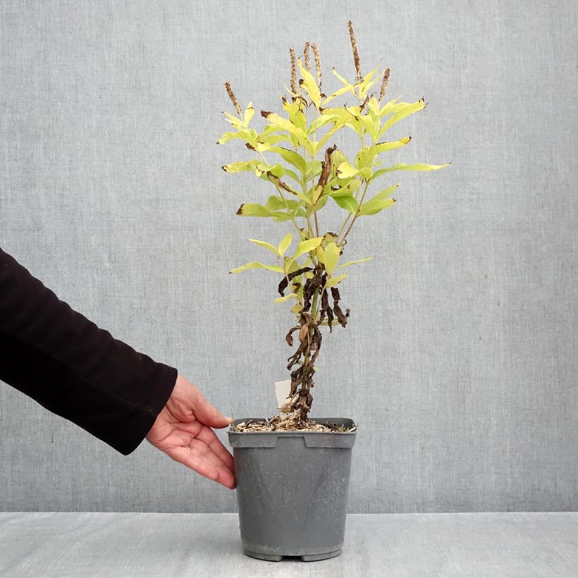 Amostra de Veronicastrum virginicum Apollo Vaso de 2 L/3 L tal como entregue no outono