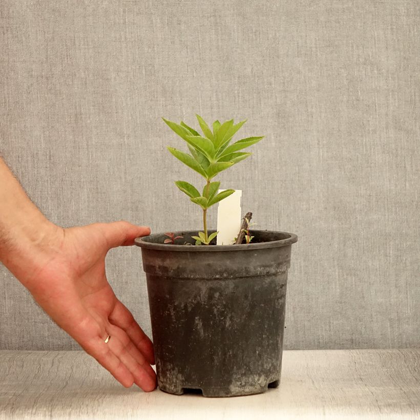 Amostra de Veronicastrum virginicum Apollo Vaso de 2 L/3 L tal como entregue no verão