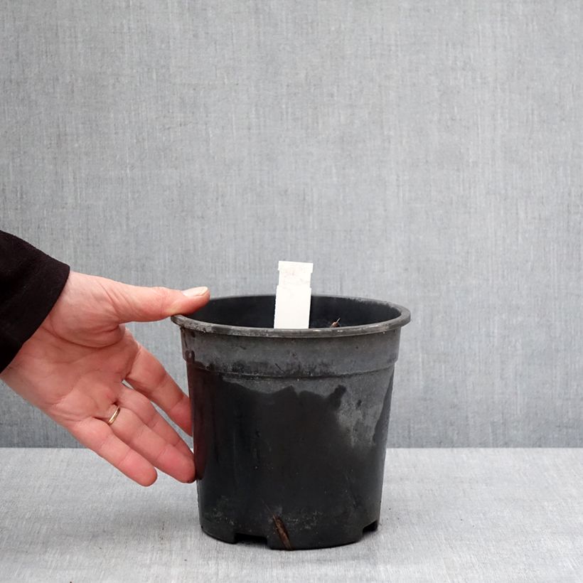 Amostra de Véronique Apollo - Veronicastrum virginicum Apollo Vaso de 2 L/3 L tal como entregue no inverno