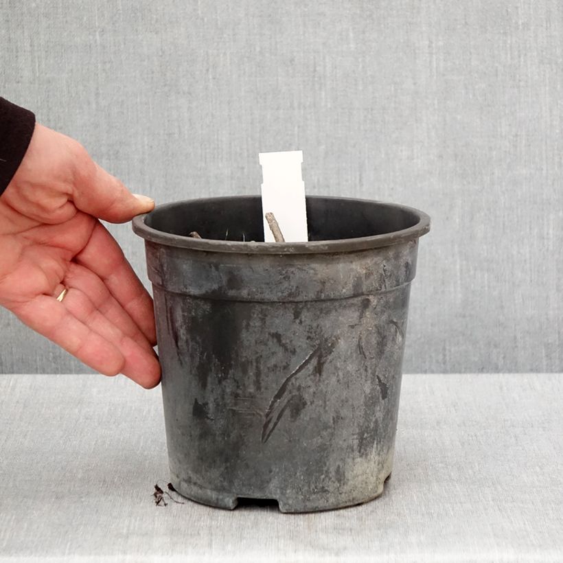 Amostra de Veronicastrum virginicum Apollo Vaso de 2 L/3 L tal como entregue na primavera