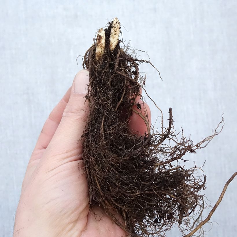 Amostra de Véronique Apollo - Veronicastrum virginicum Apollo Raízes nuas tal como entregue no inverno