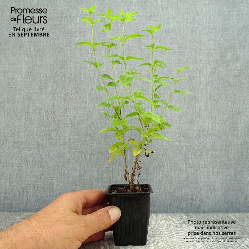 Amostra de Lúcia-lima em plantas - Aloysia triphylla Vaso de 7/8 cm tal como entregue no outono