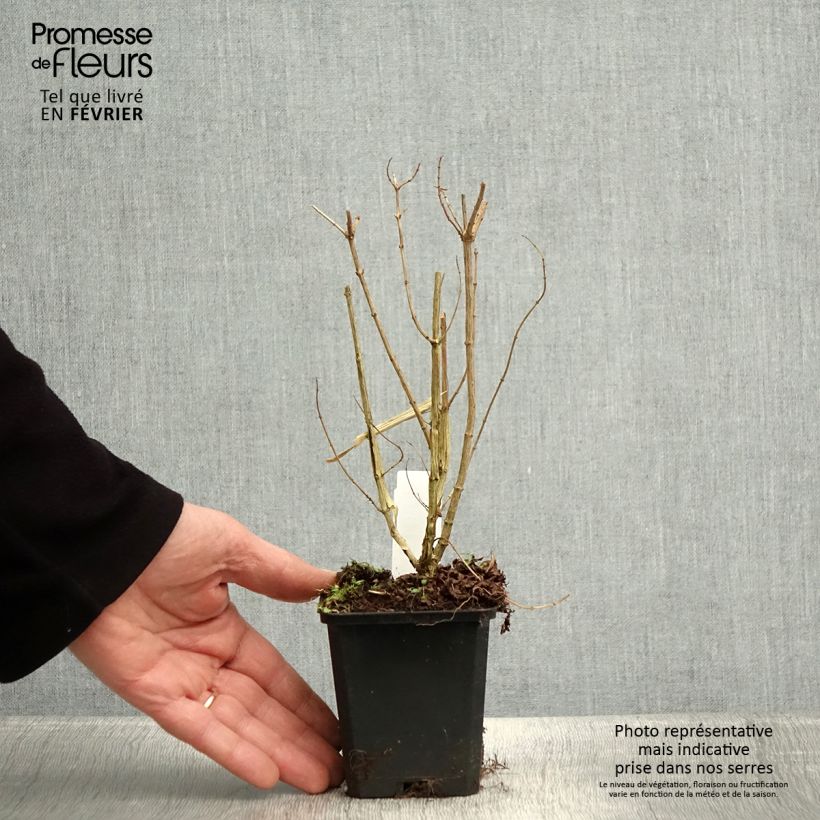 Amostra de Verveine citronnelle - Aloysia triphylla en plants Vaso de 7/8 cm tal como entregue no inverno