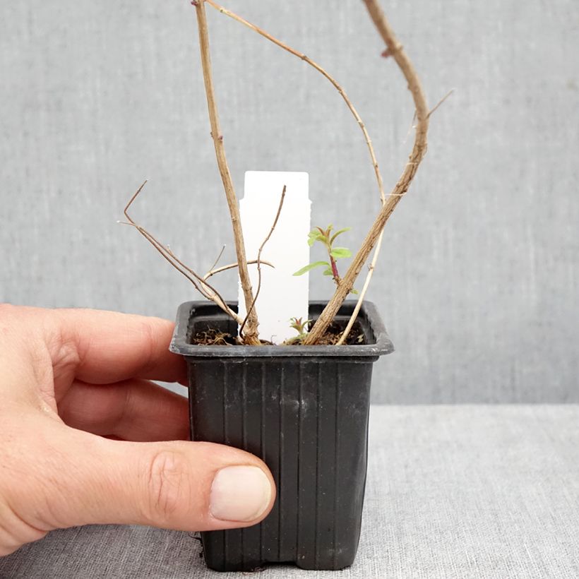 Amostra de Lúcia-lima em plantas - Aloysia triphylla Vaso de 8/9 cm tal como entregue no outono
