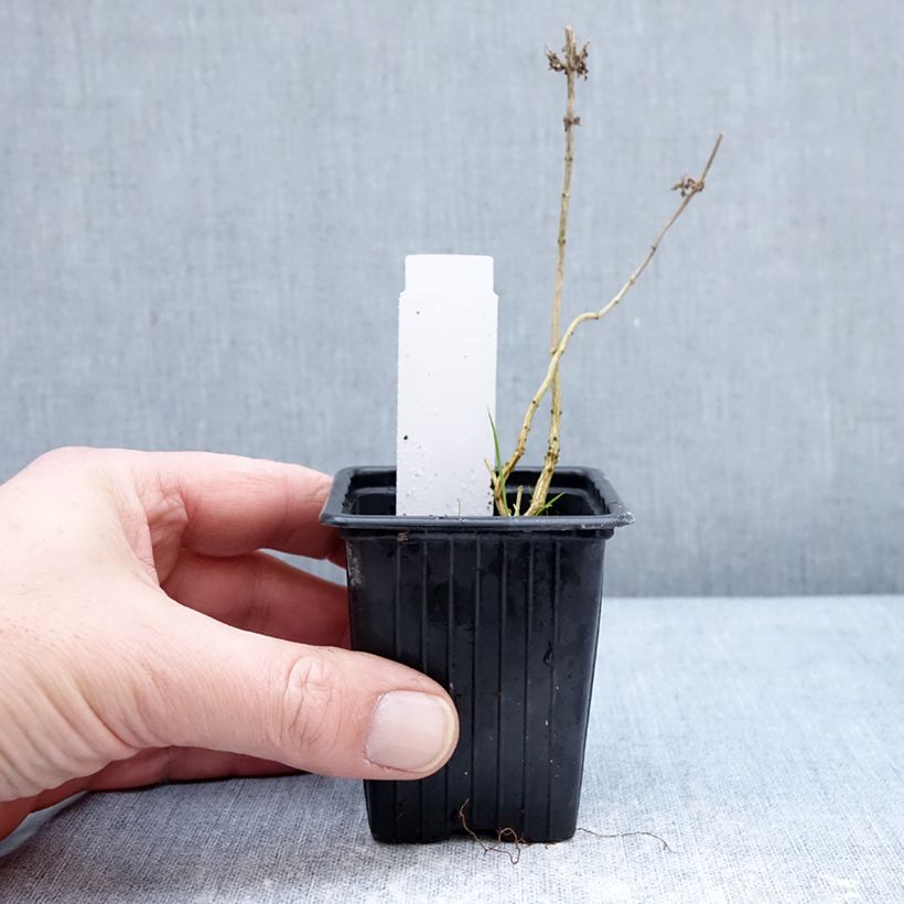 Amostra de Verveine citronnelle - Aloysia triphylla en plants Vaso de 8/9 cm tal como entregue no inverno