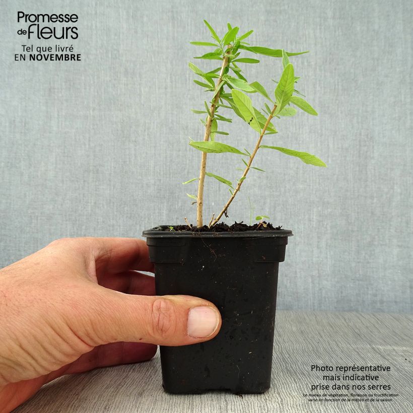 Amostra de Verbena-da-argentina - Aloysia polystachia Vaso de 7/8 cm tal como entregue no outono