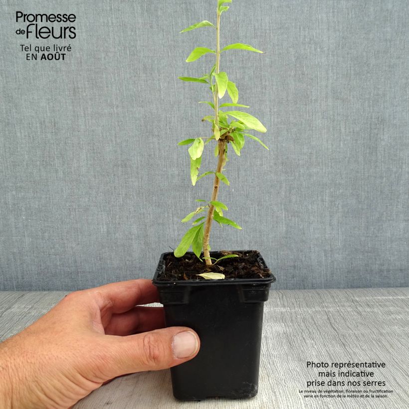 Amostra de Verbena-da-argentina - Aloysia polystachia Vaso de 7/8 cm tal como entregue no verão