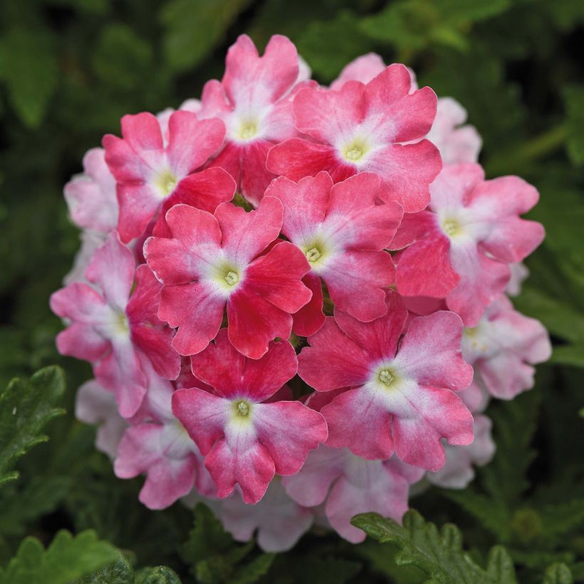 Verbena Endurascape Pink Fizz (Floração)