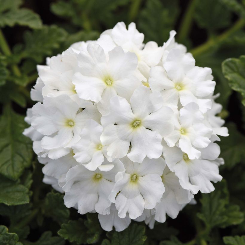 Verbena Endurascape White (Floração)