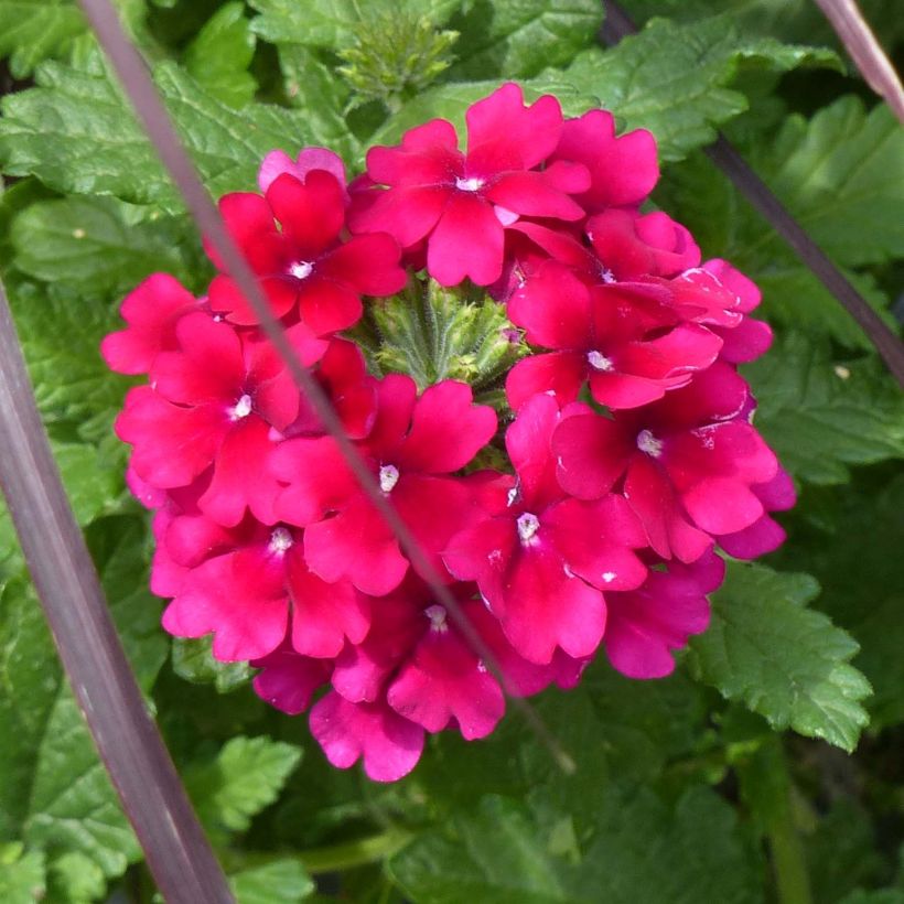 Verbena Virgo Burgundy (Floração)