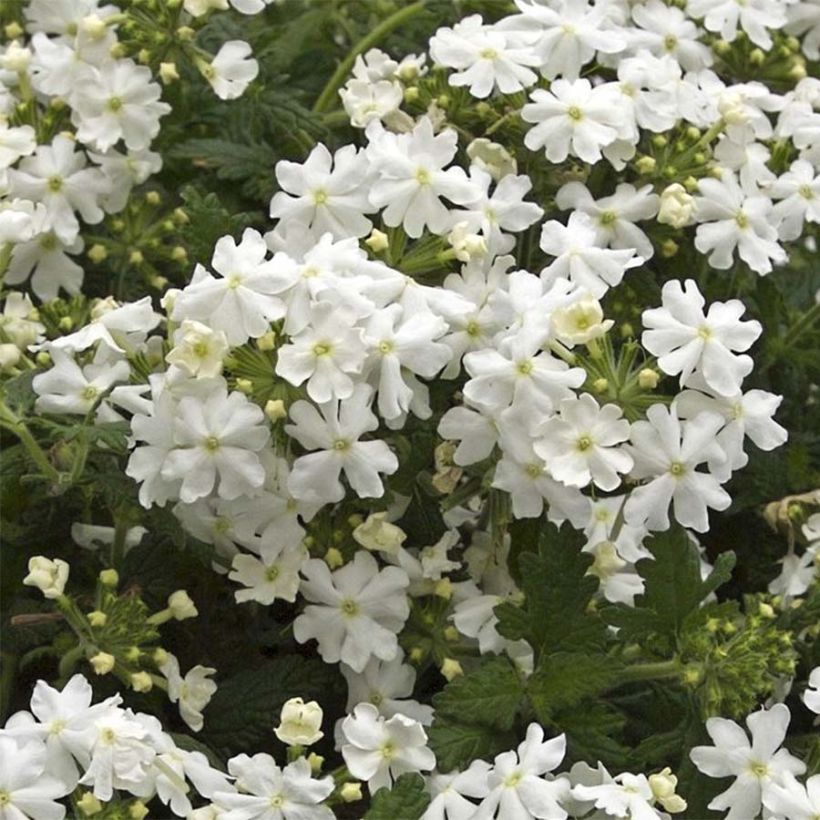 Verbena Virgo White (Floração)